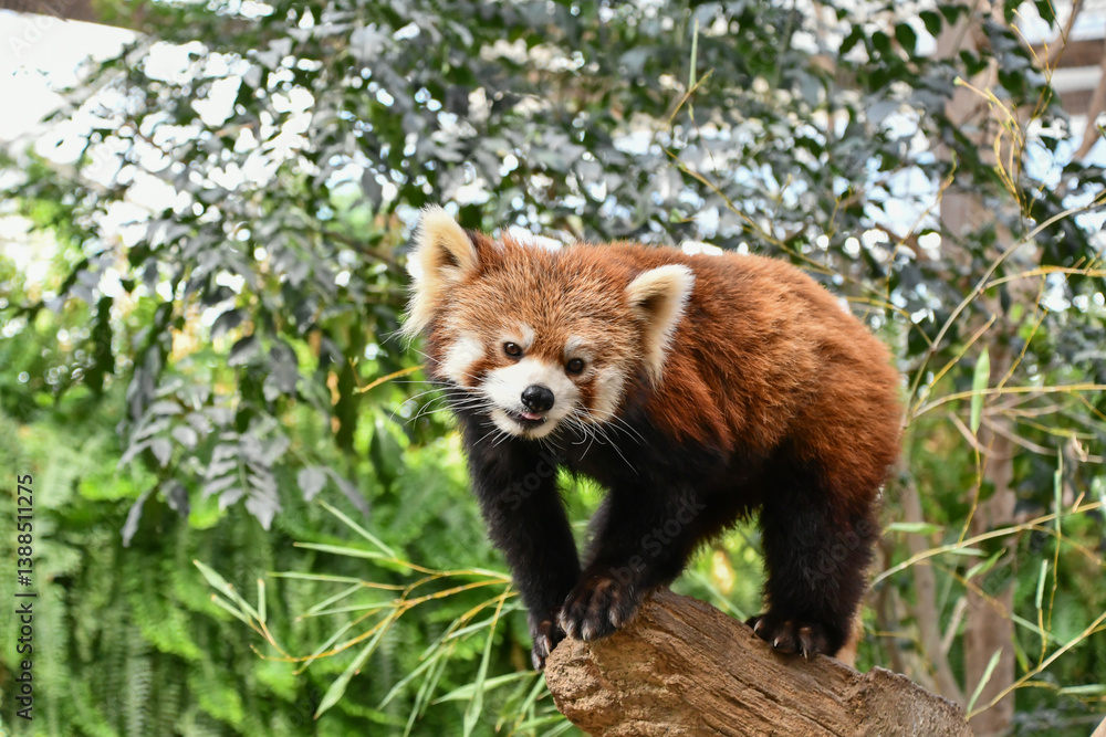 Naklejka premium レッサーパンダ