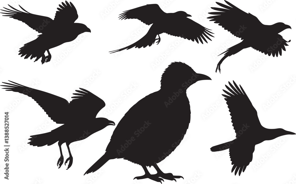 Obraz premium Chinese Hwamei