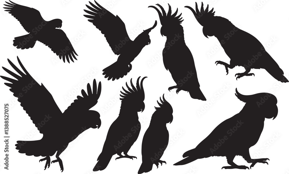 Obraz premium Cockatoo Silhouette