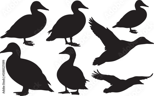 Common Eider Silhouette