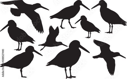 American Oystercatcher Silhouette