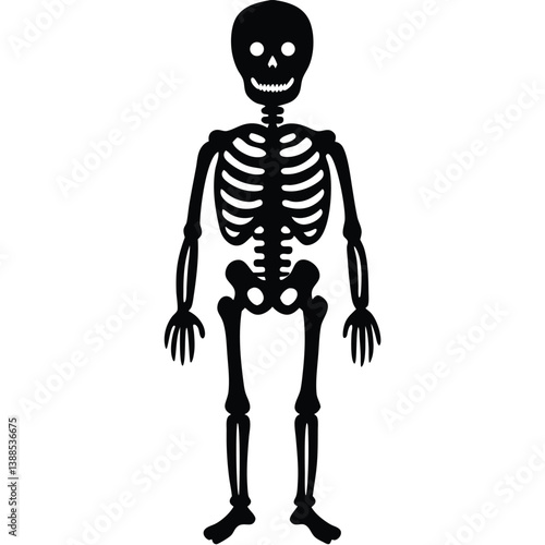 Skeleton isolated on white background