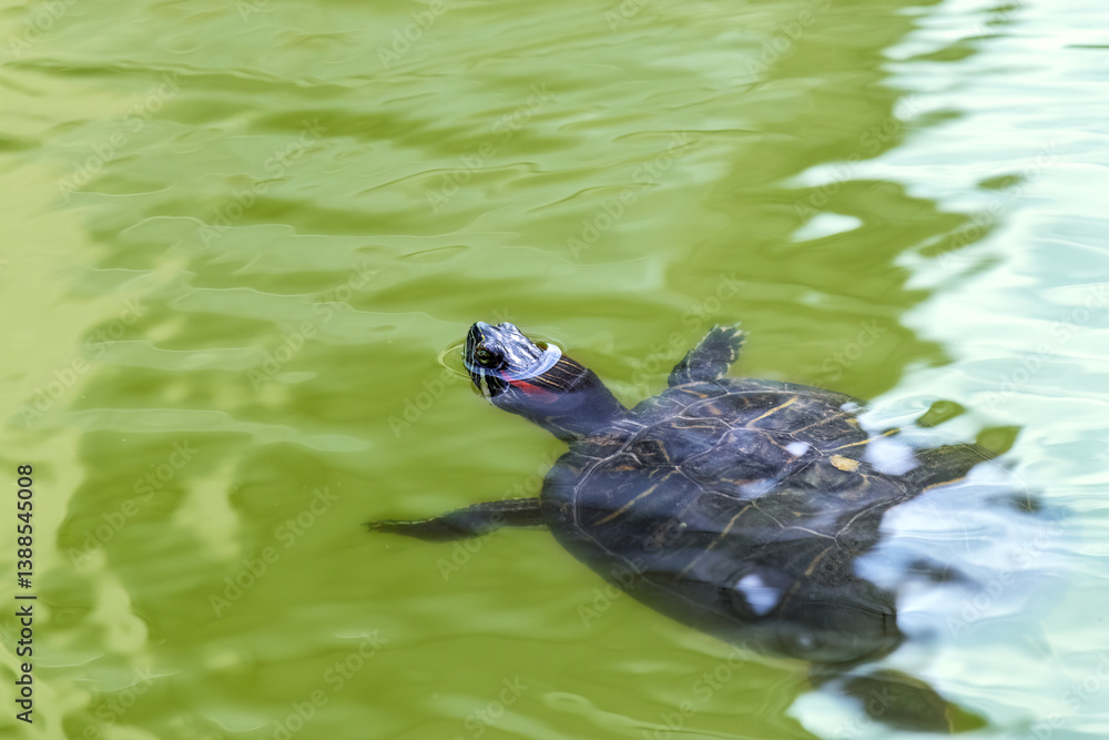 Red-eared slider turtle (Trachemys scripta elegans) swimming in a pond of water Red-eared slider turtle (Trachemys scripta elegans) swimming in a pond of water