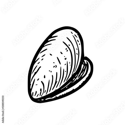 Mussel Shell Hand Drawn Illustration