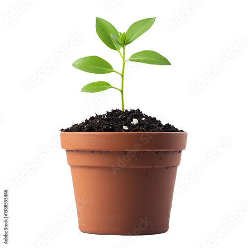 Obraz na płótnie A small green plant growing in a brown pot filled with soil. w salonie