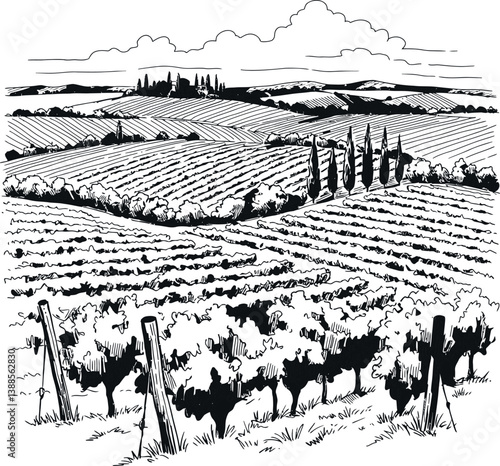 Scenic vineyard landscape with rolling hills in detailed line art vector illustration