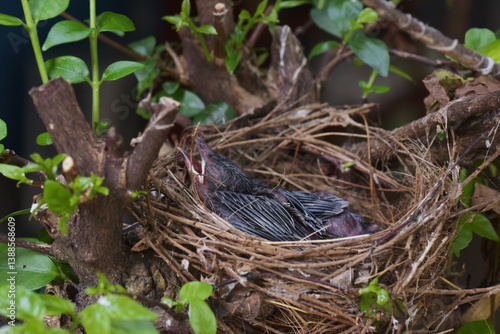Hungry baby birds sitting in their nest on tree branch with mouths wide open waiting for feeding. Young birds newborn. New life in natural.