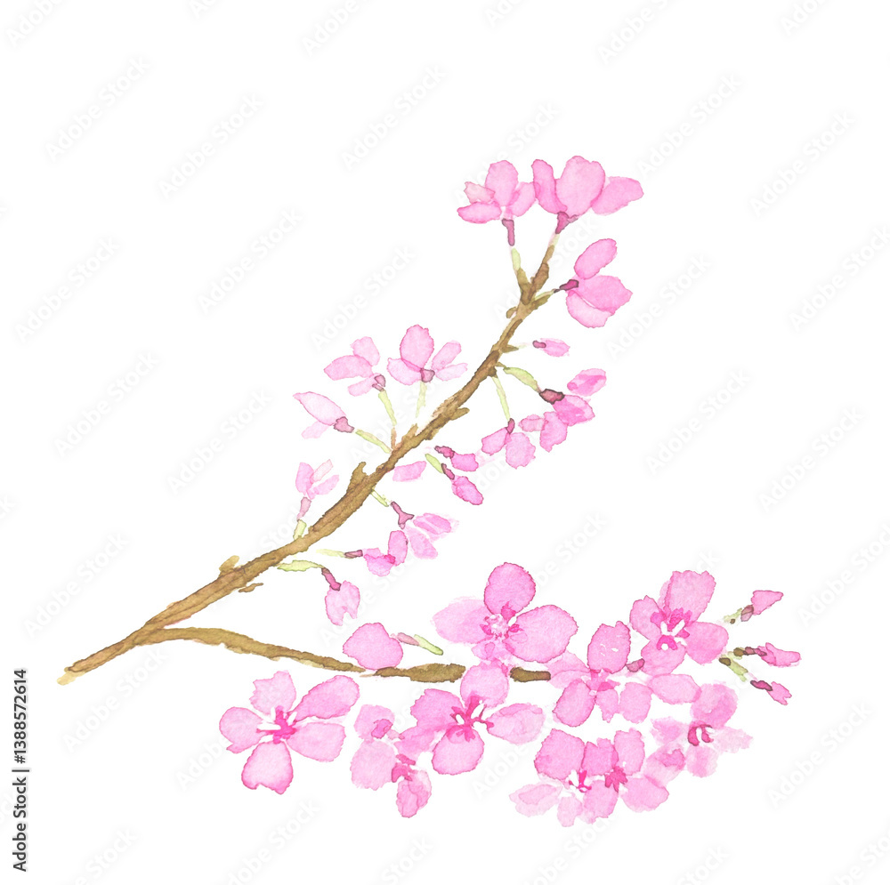 Fototapeta premium 水彩で描いた桜の花