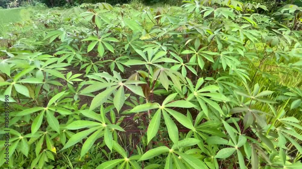 portrait of cassava leaves in the garden portrait of cassava leaves in the garden
