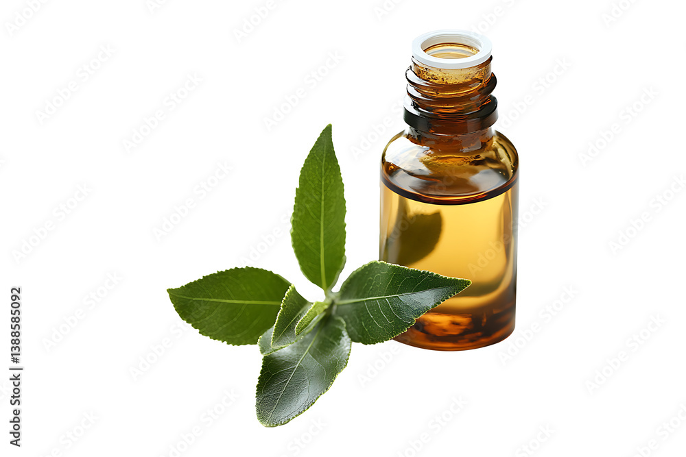 Fresh tea tree and essential oil isolated on transparent background
Fresh tea tree and essential oil isolated on transparent background