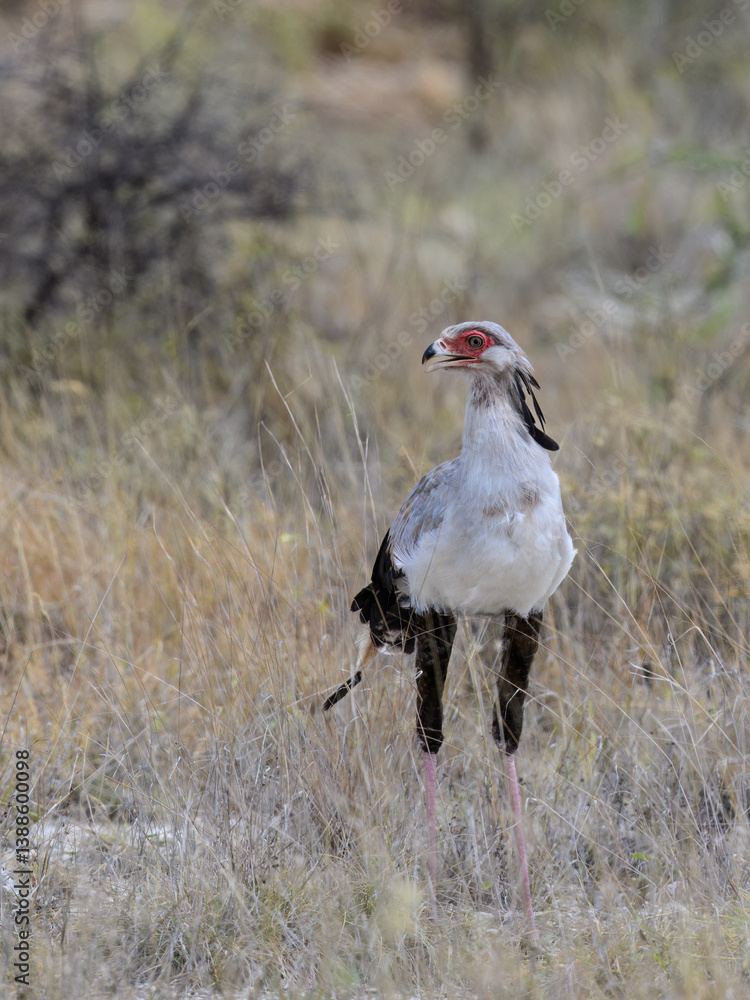 Secretarybird moving through dry grassland with focused posture Secretarybird moving through dry grassland with focused posture