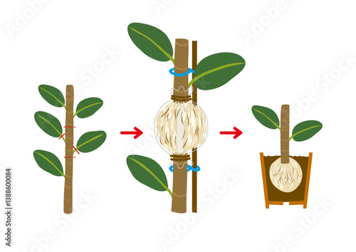 ゴムの木の取り木