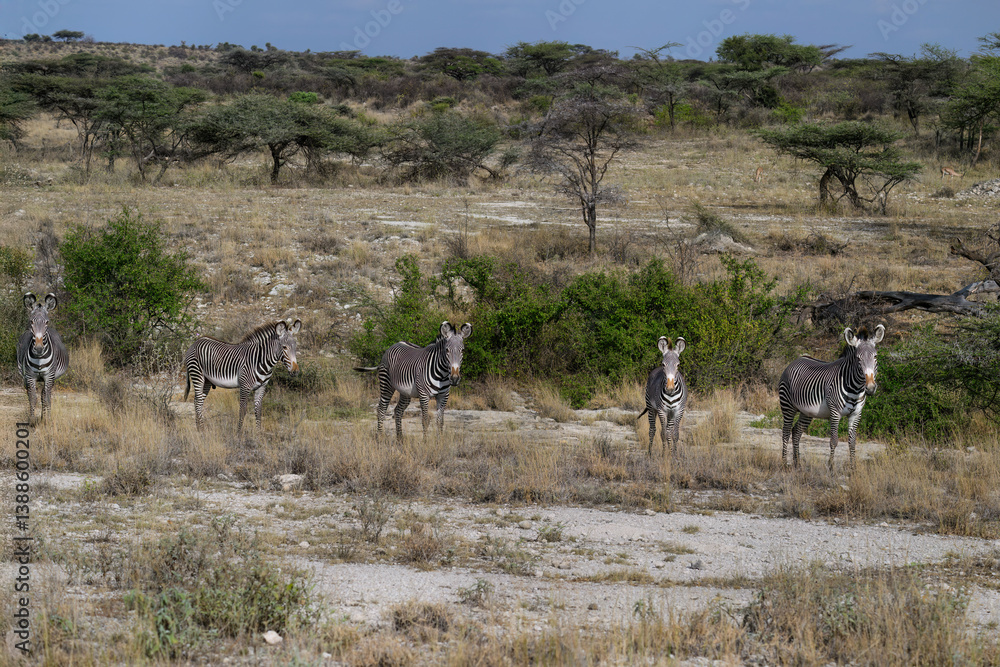 Fototapeta premium A small herd of Grevy’s Zebras scans the surroundings in a rugged savanna