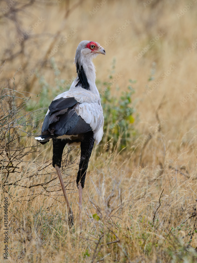 Obraz premium Close view of a Secretarybird standing proudly among dry grass