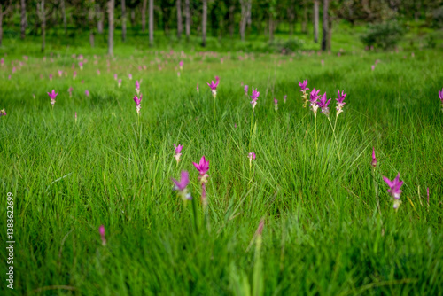 pink flowers in the grass