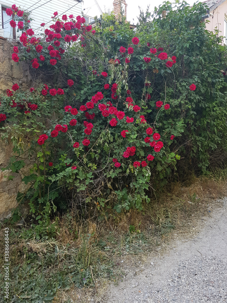 Naklejka premium Brick beautiful fence with blooming red roses in spring, vertical
