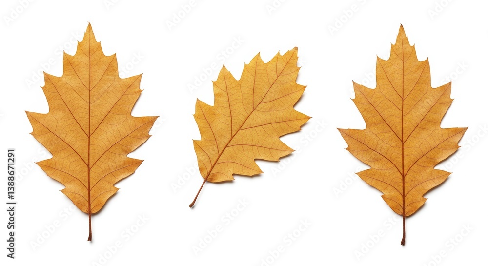 Autumn's elegant simplicity: trio of oak leaves against pristine white backdrop Autumn's elegant simplicity: trio of oak leaves against pristine white backdrop