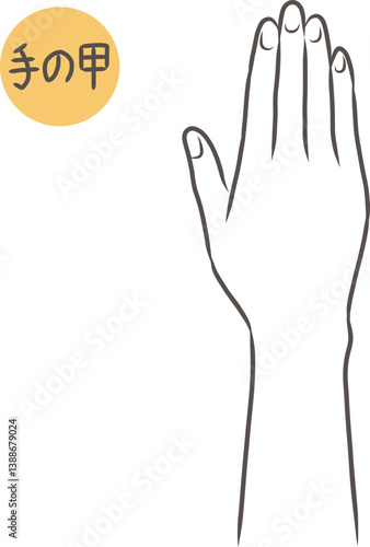 女性の手の甲のパーツイラスト