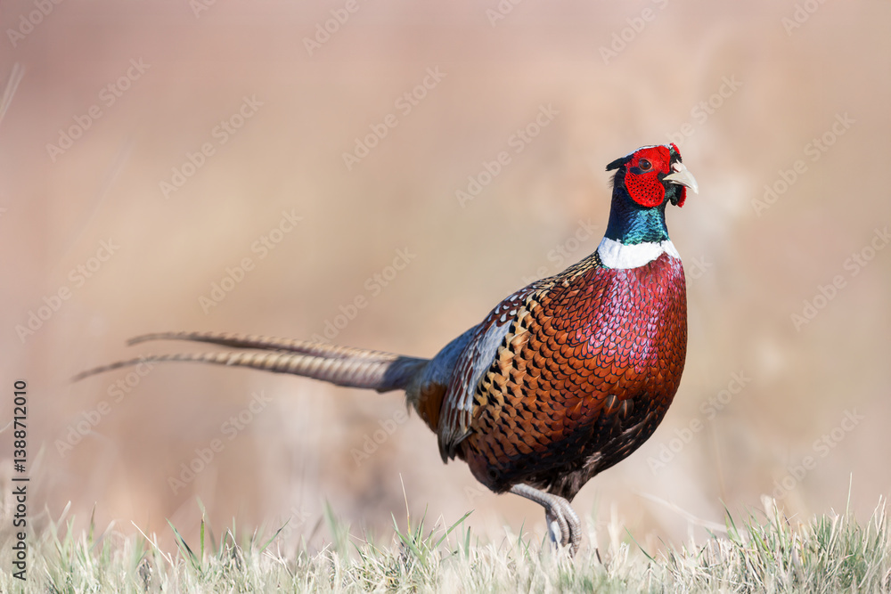 Fototapeta premium A Ringed-necked Pheasant shows off his vibrant colors in Wyoming.