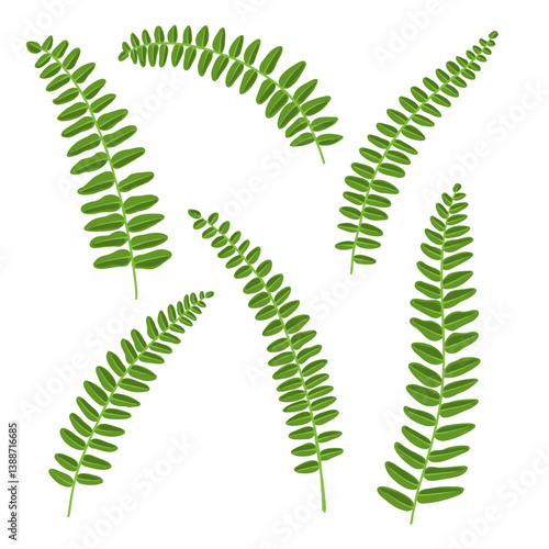 Nephrolepis, green leaves of Boston fern, vector drawing wild plants at white background, floral elements, hand drawn botanical illustration