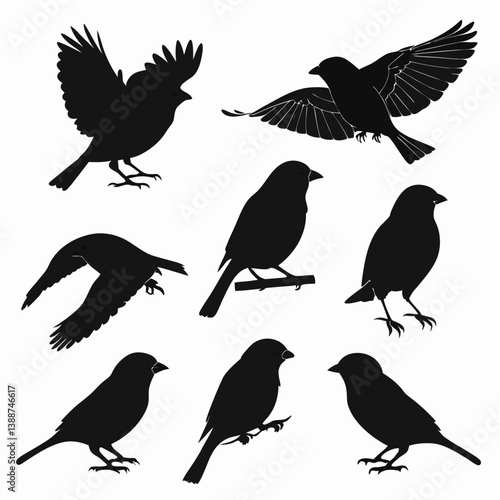set of birds