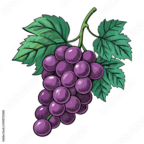 Create a vector illustration of a bold, purple grape bunch with thick outlines.  Focus on a vibrant, stylized design.