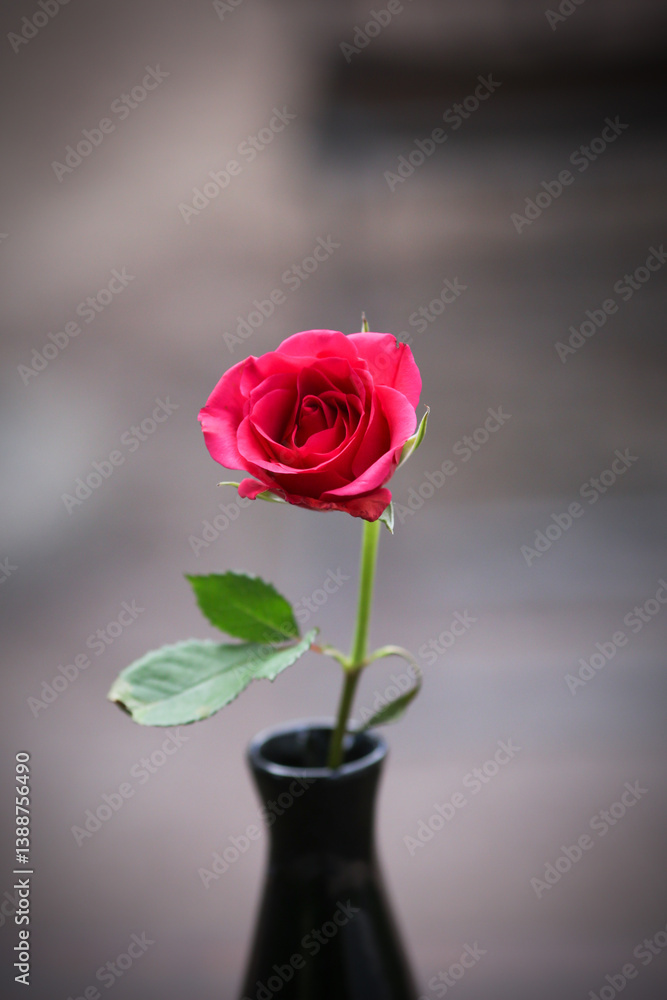 Rose Rose