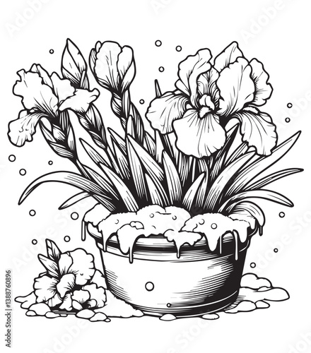 Coloring book winter's hush on potted iris blooms. Elegant flowers dusted with snow in a round pot 