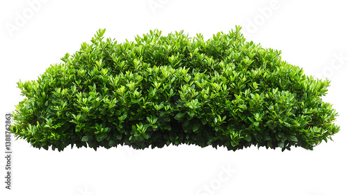 Isolated green bush on transparent background, High quality PNG file