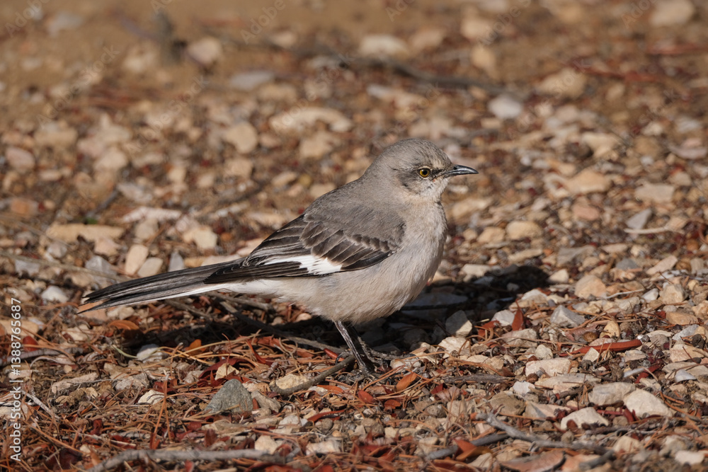 Mockingbird resting on the rocky desert floor Mockingbird resting on the rocky desert floor