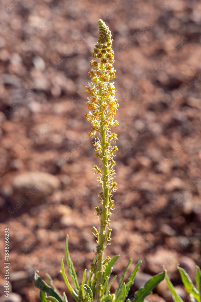 Eine marokkanische blühende Gelbe Reseda Eine marokkanische blühende Gelbe Reseda