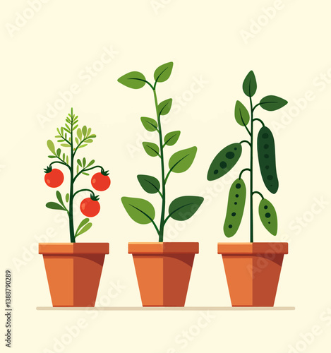 Potted Tomato, Bean, and Leafy Green Plants