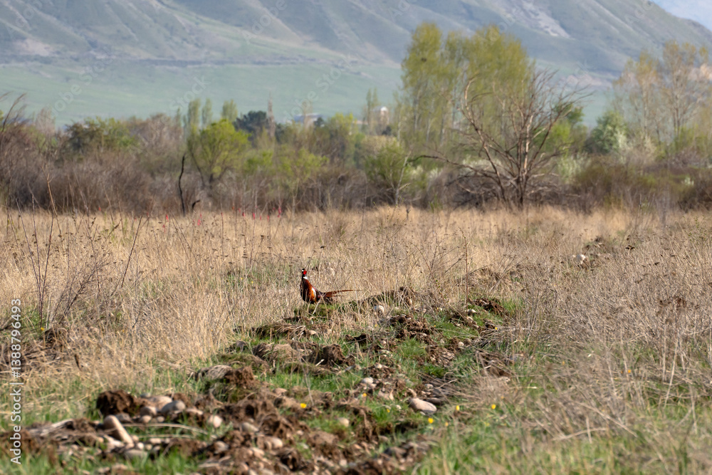Pheasant (Phasianus colchicus) in the wild. A male pheasant sits in a grassy, uprooted field near a forest, with hills in the background. Pheasant (Phasianus colchicus) in the wild. A male pheasant sits in a grassy, uprooted field near a forest, with hills in the background.