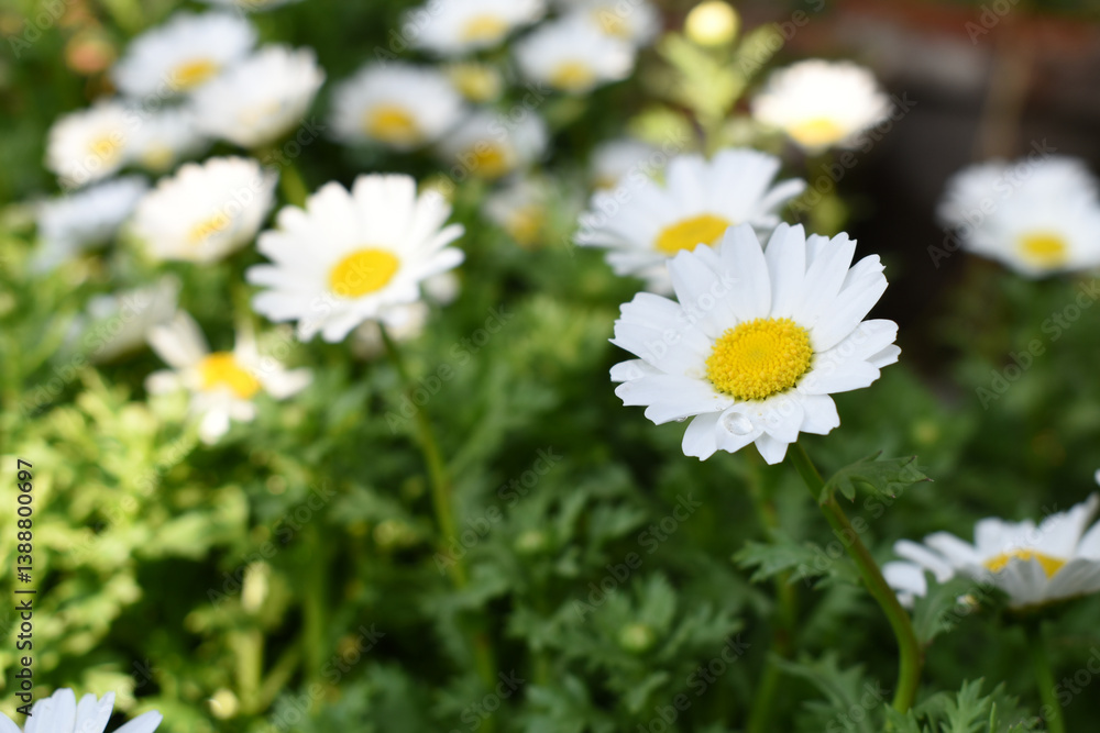 white Common daisy beautiful flowers with blur green background in garden, White beautiful daisies on a field in green grass, Oxeye daisy, Leucanthemum vulgare, Daisies, Dox-eye, Dog daisy in nature white Common daisy beautiful flowers with blur green background in garden, White beautiful daisies on a field in green grass, Oxeye daisy, Leucanthemum vulgare, Daisies, Dox-eye, Dog daisy in nature