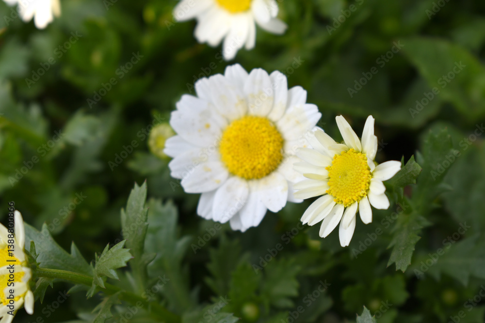 white Common daisy beautiful flowers with blur green background in garden, White beautiful daisies on a field in green grass, Oxeye daisy, Leucanthemum vulgare, Daisies, Dox-eye, Dog daisy in nature white Common daisy beautiful flowers with blur green background in garden, White beautiful daisies on a field in green grass, Oxeye daisy, Leucanthemum vulgare, Daisies, Dox-eye, Dog daisy in nature