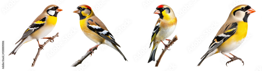 Colorful Birds Perched on Branches Against a White Background, PNG bundle collection, Isolated on Transparent Background Colorful Birds Perched on Branches Against a White Background, PNG bundle collection, Isolated on Transparent Background