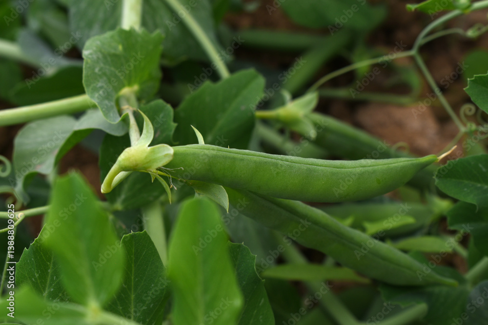 Green peas grow in the garden Beautiful close up of green fresh peas and pea pods. Healthy food, Bush of sweet pea with ripe pods cultivated on vegetable garden, green peas closeup in nature, Pakistan Green peas grow in the garden Beautiful close up of green fresh peas and pea pods. Healthy food, Bush of sweet pea with ripe pods cultivated on vegetable garden, green peas closeup in nature, Pakistan