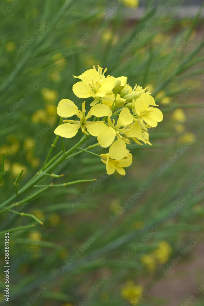 Fototapeta premium Mustard flower field is full blooming, yellow mustard field landscape industry of agriculture, mustard flowers closeup photo, Oil seed crop cultivation in Pakistan, Full Blooming Yellow Mustard Flower