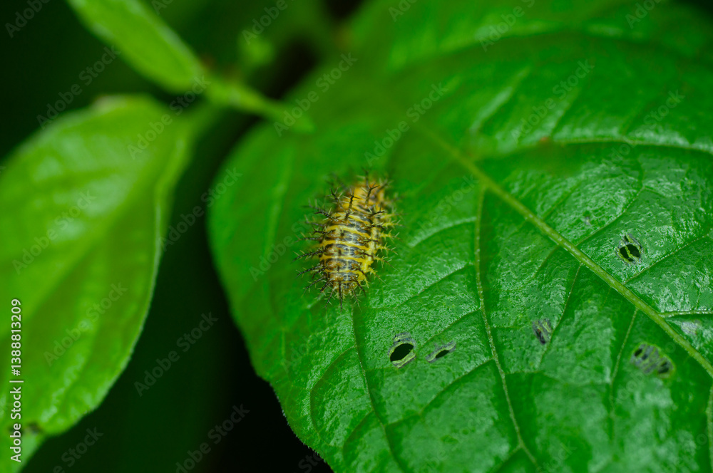 caterpillar on leaf caterpillar on leaf