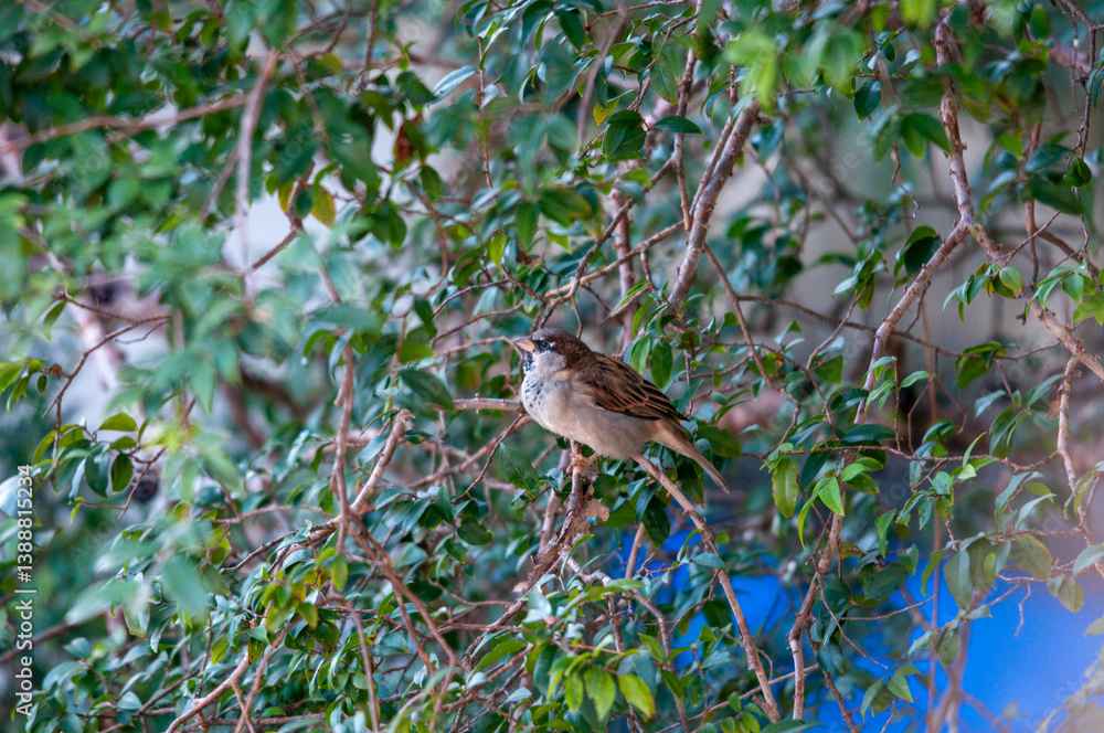 Birds on tree Birds on tree