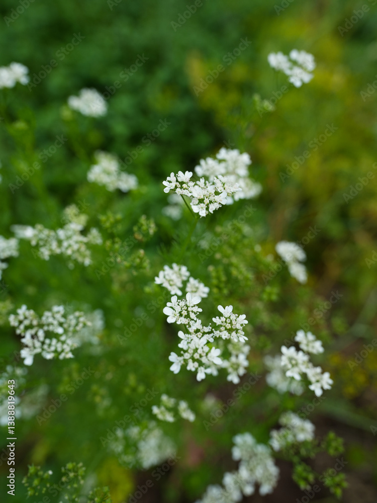 White flower. Beautiful green leaves background. Natural creative layout for wallpaper and advertising.
White flower. Beautiful green leaves background. Natural creative layout for wallpaper and advertising.