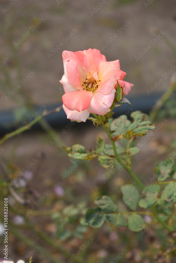 Beautiful pink white rose flower closeup in garden, A very beautiful pink white yellow rose flower bloomed on the rose tree, Rose flower closeup, bloom flowers, Natural spring flower floral background Beautiful pink white rose flower closeup in garden, A very beautiful pink white yellow rose flower bloomed on the rose tree, Rose flower closeup, bloom flowers, Natural spring flower floral background