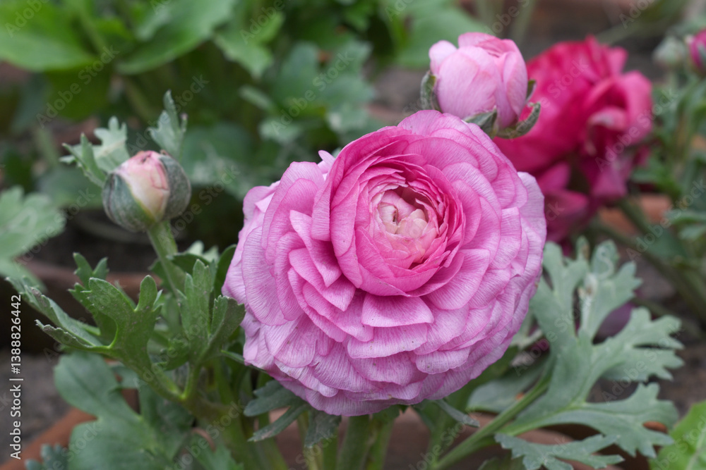 Beautiful Pink ranunculus flower growing in an outdoor flower garden. ranunculus flower closeup, Pink blooming flower, Closeup shot of a beautiful blossoming ranunculus in field Beautiful Pink ranunculus flower growing in an outdoor flower garden. ranunculus flower closeup, Pink blooming flower, Closeup shot of a beautiful blossoming ranunculus in field