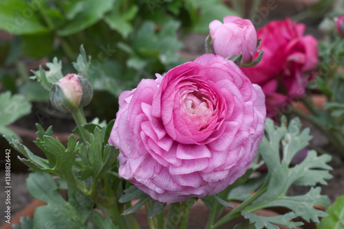 Wallpaper Mural Beautiful Pink ranunculus flower growing in an outdoor flower garden. ranunculus flower closeup, Pink blooming flower, Closeup shot of a beautiful blossoming ranunculus in field Torontodigital.ca