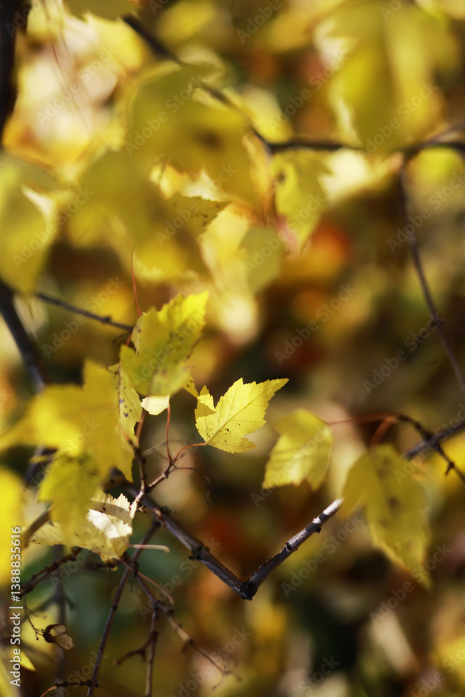 Bright Autumn Leaves in Sunlight Bright Autumn Leaves in Sunlight