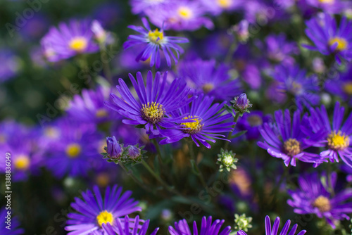 Obraz na płótnie Aster amellus flowers - aster with dark purple blossoms w salonie