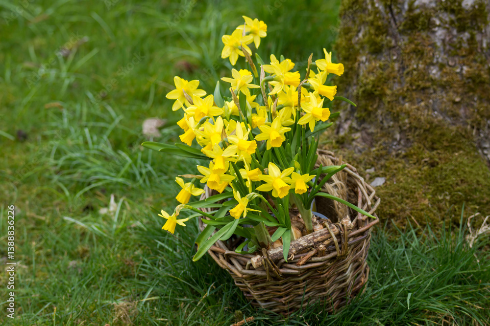 The daffodil, Narcissus pseudonarcissus, yellow narcissus flowers in a basket