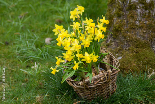 Obraz na płótnie The daffodil, Narcissus pseudonarcissus, yellow narcissus flowers in a basket w salonie