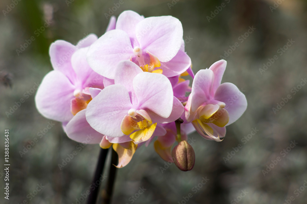 Beautiful orchid flowers - phalaenopsis - on blurred background