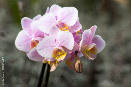 Obraz na płótnie Beautiful orchid flowers - phalaenopsis - on blurred background w salonie